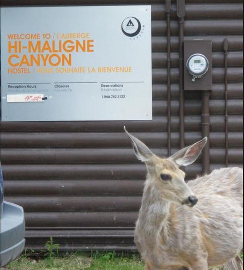 Hi Maligne Canyon - Hostel Jasper Dış mekan fotoğraf